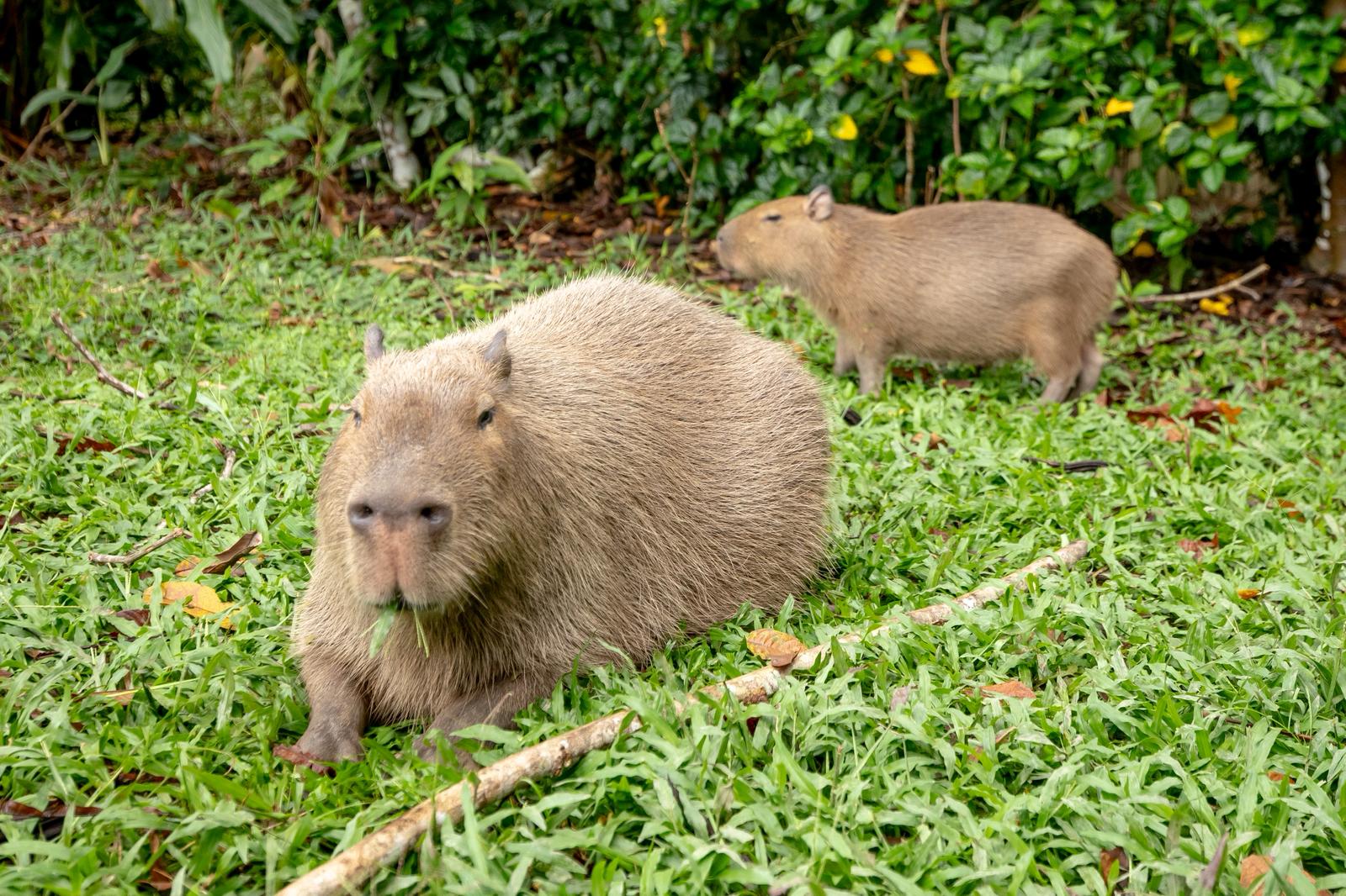 Amazon Rainforest Expedition - 5 Days 5